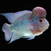Flowerhorn Cichlid
